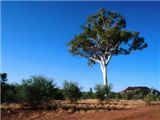 Ghost Gum Tree, Central Australia - 1600x1200 - 