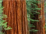 Giant Sequoia Trees, Mariposa Grove, Yosemite Na