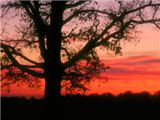 Oak Tree at Dawn, Oldham County, Kentucky - 1600