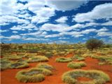 Old Spinifex Rings, Little Sandy Desert, Australia